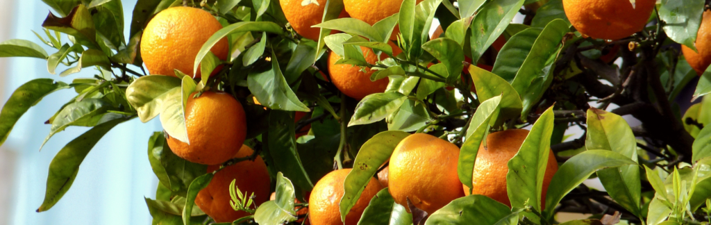 appeltjes van oranje in boom