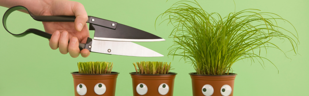 plantjes die getrimd worden